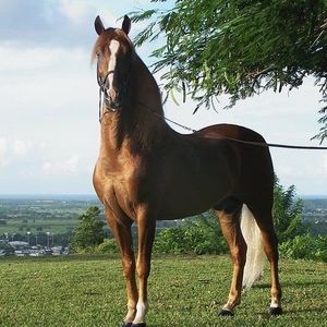 Meet your Posher, Samuel